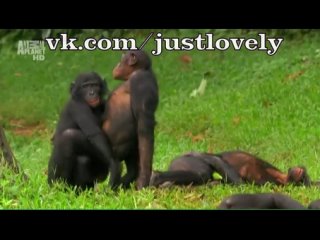 the behavior of women and girls towards men and boys on the example of monkeys. cry to tears. mega fucking joke)))) hahahahahahaha finally frenzy, 2012, 2013, prank, pinned, laugh, comedy club, kvn, our rush, you give youth, funny ahaha, ahahahaha, this is the full brazzers ferro network realitykings porno hd x-art private babes passion playboy joymii girls woman sex fuck anal oral teen russian private home photo video porn incest hardcore xxx adult video with young lover gozno cream pie